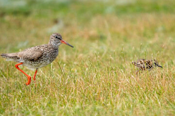 Ein Rotschenkel mit einem Jungtier läuft über eine Wiese