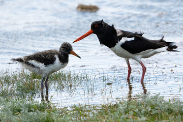 Ein Austernfischer mit einem Jungtier
