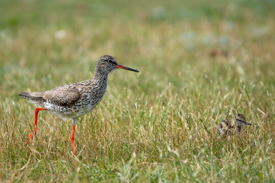 Ein Rotschenkel mit einem Jungtier l&auml;uft &uuml;ber eine Wiese
