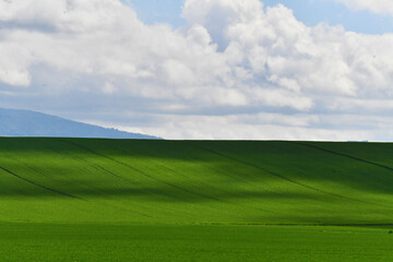 Fototapeta premium Dolce collina verdeggiante