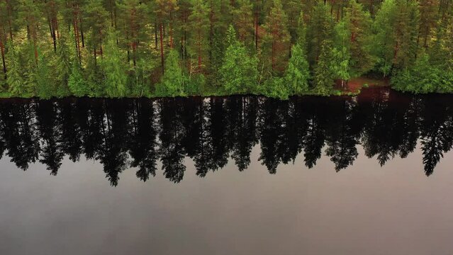 The reflection of pine trees in the mirrored surface of a lake near Hedmark, Norway. Drone truck left shot
