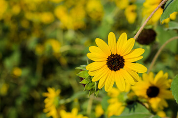 Yellow petals of Prairie sunflower with its pollen on its blurred background flower and tree.