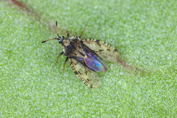 closeup on the grey-brown thistle plant parasite lacebug , Tingis cardui.