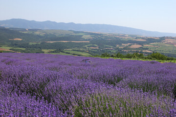 Lavender garden with its fragrant scent in nature