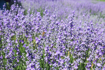 Lavender garden with its fragrant scent in nature