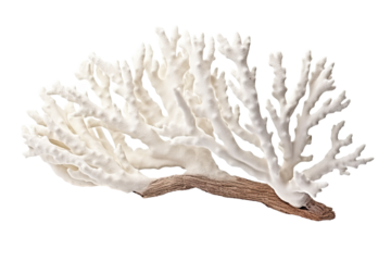 Staghorn Goniopora coral, on transparent background (PNG). Generative AI.