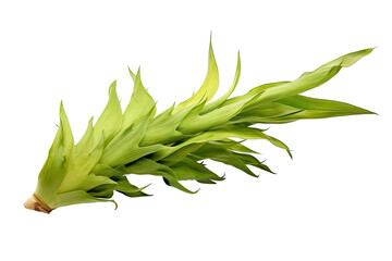 Obraz premium Staghorn Heliofungia coral, on transparent background (PNG). Generative AI.