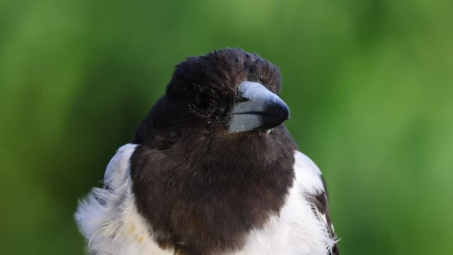 Close-Up Footage of a Pied Butcherbird in its Natural Habitat