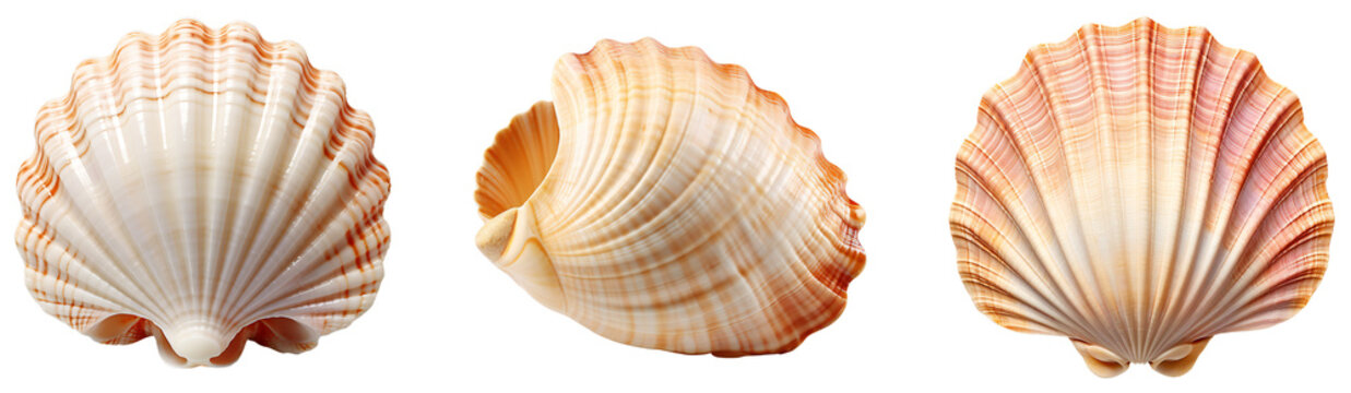 Set of three types of sea shells. Summer and beach design elements. Beautiful seashells. Isolated on transparent background. KI.