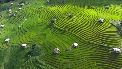 Rice Field Aerial Shot at north of Thailand. Aerial views beautiful of Small house and rice terraces field at pabongpaing village rice terraces Mae-Jam Chiang mai, Thailand. local natural travel.