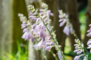 ギボウシの花