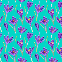 Seamless pattern of watercolor purple crocuses flowers. Hand drawn illustration. Botanical hand painted floral elements on turquoise background.