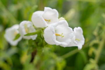 Obraz premium 白いカンパニュラの花