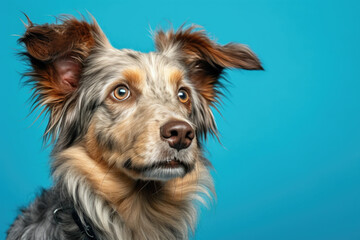 Naklejka premium Colorful Background with Dog.