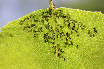 Red-banded Birch Aphids (Callipterinella tuberculata) on green leaf.