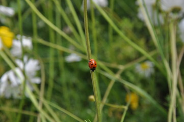 Daisy and ladybug in the highland. Flowers and the beauty