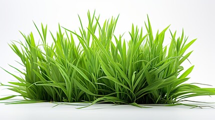 Close up of green blades of grass against a white background