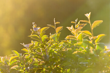 Beautiful natural background with shrub foliage in the rays of the setting sun
