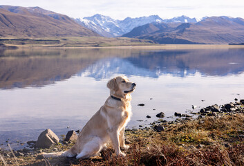 Golden retriever on a lake shore