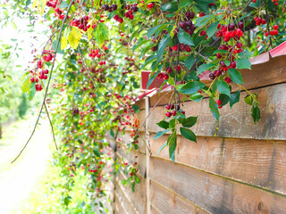 Fototapeta na wymiar ripe red cherries on the branches of a tree in the garden