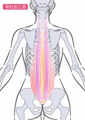 女性の脊柱起立筋