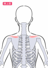 女性の棘上筋