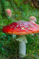 Red close-up death cap with white dots in forest in nature in autumn in green grass