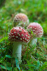 Three red close-up death caps with white dots in forest in nature in autumn in green grass