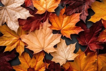 Naklejka na ściany i meble Colorful maple leaves texture
