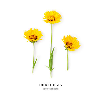 Coreopsis flowers, yellow tickseed creative layout isolated.