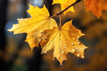 Naklejka na ściany i meble Texture of yellow maple leaves with raindrops