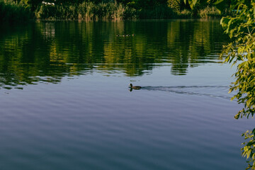 Duck swims in the pond. Summer