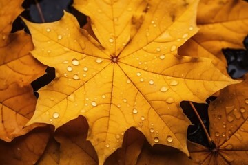 Fototapeta na wymiar Texture of yellow maple leaves with raindrops