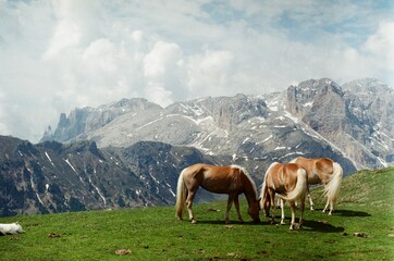Fototapeta na wymiar Horses in the alps, Dolomites
