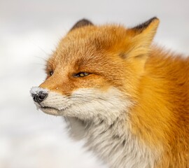 red fox portrait with snow on its nose tips