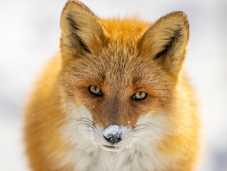 red fox in snow at Hokkiaodo