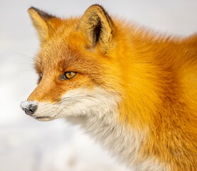 red fox in snow at Hokkiaodo