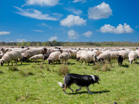Flock of sheep at the Dellebuursterheide, Oldeberkoop, Friesland province The Netherlands