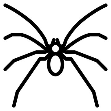 pholcidae bug insect animal