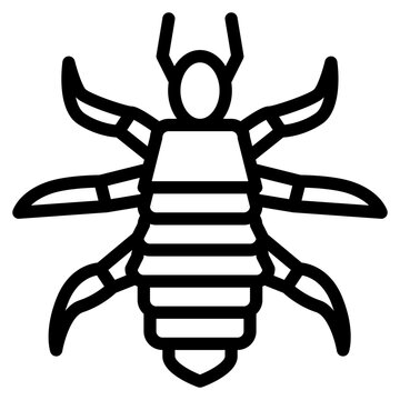 louse bug insect animal