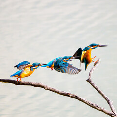 カワセミのジャンプ（合成）