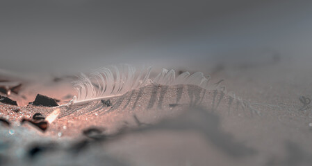 spider on a leaf, white bird feather covered with sand, bright background for different ideas