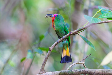 Red-bearded Bee-eater  birds on the  tree branch.