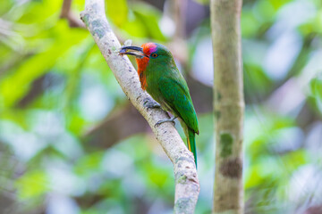 Red-bearded Bee-eater  birds on the  tree branch.