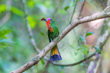 Red-bearded Bee-eater  birds on the  tree branch.