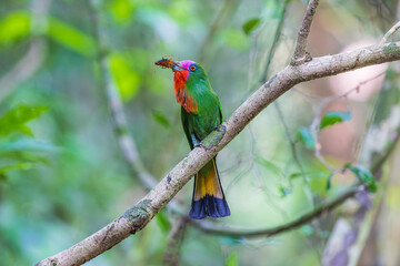 Red-bearded Bee-eater  birds on the  tree branch.