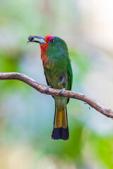 Red-bearded Bee-eater  birds on the  tree branch.