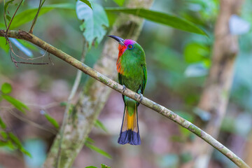 Fototapeta premium Red-bearded Bee-eater birds on the tree branch.