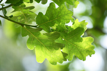 macro of green oak leaves on a tree