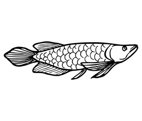 arowana fish outline vector illustration